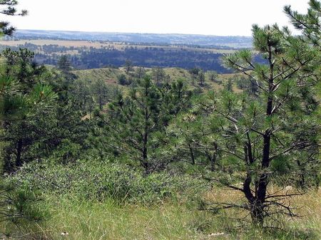Sc-block-10 Trees Wildlife Creek : Billings : Treasure County : Montana