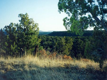 Cm-2 Gently Rolling Scattered Trees : Santa Rosa : Guadalupe County : New Mexico