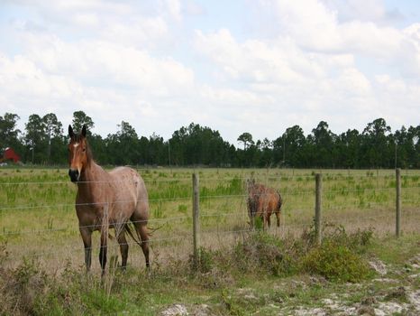 20 Acres Of Opportunity : Fellsmere : Indian River County : Florida