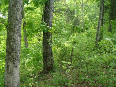 313 Acres-some Marketable Timber : Jamestown : Russell County : Kentucky