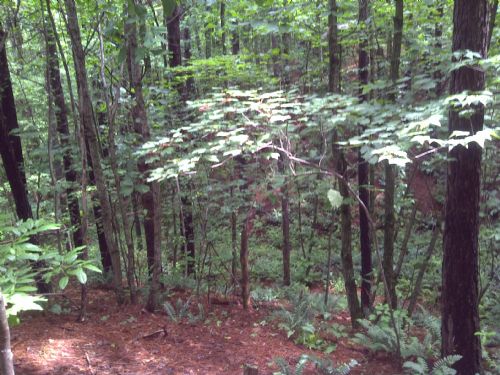 295 Acres with Stunning Views : Nelson : Pickens County : Georgia