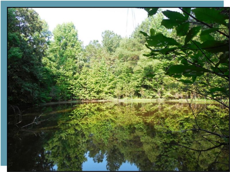 55 Acres with Cabin : Vaiden : Carroll County : Mississippi