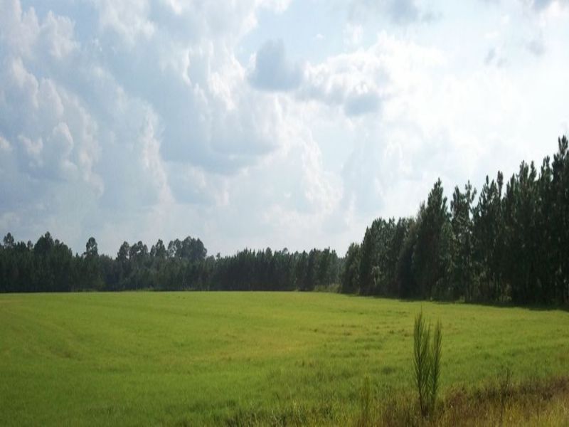 36 Acres Producing Pasture & Pines : Odum : Wayne County : Georgia