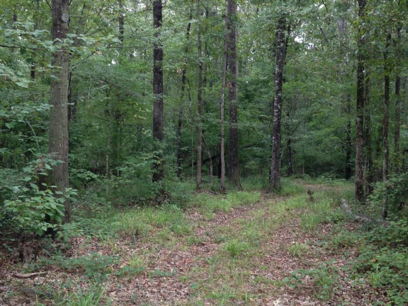 280 Acre Turn Key Hunting Tract : Carthage : Leake County : Mississippi
