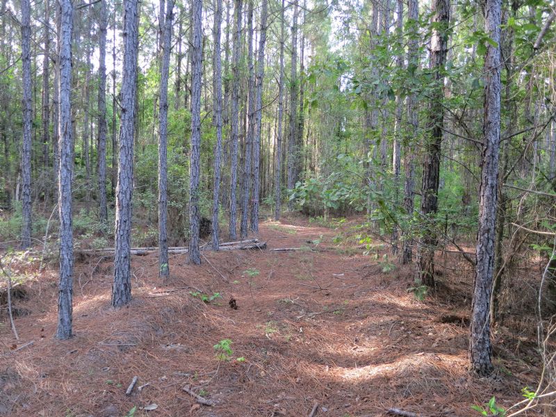 16 Ac-lot 2 Tall Pines-$48,000 : Starke : Bradford County : Florida