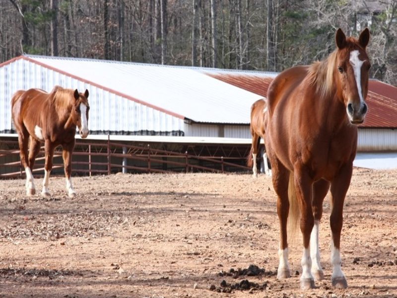 Board Horses - 20 Min To Birmingham : Pinson : Jefferson County : Alabama