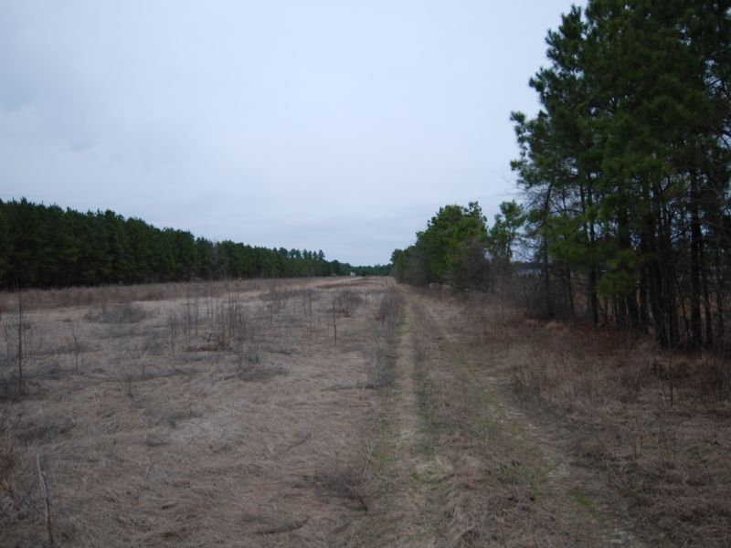 60 & 8 Acre Tracts in Ellerbe, Nc : Ellerbe : Richmond County : North Carolina
