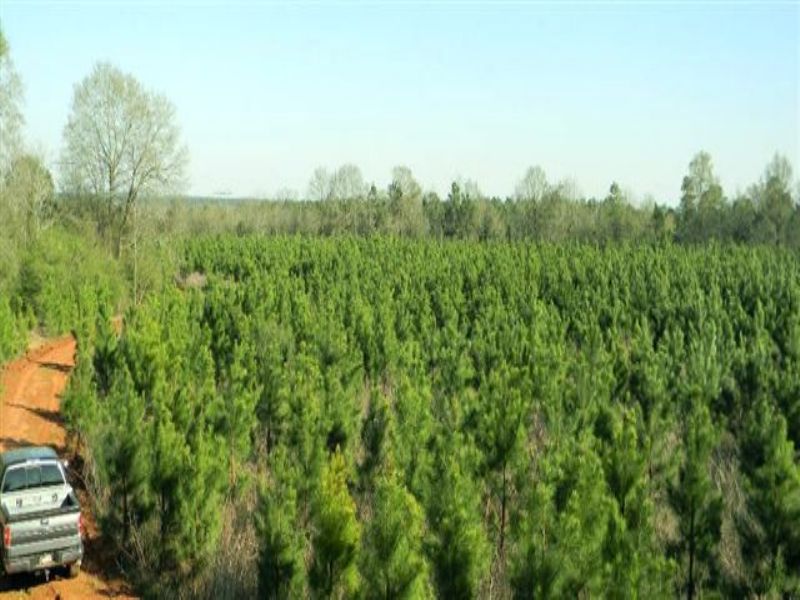 Buckhorn Creek Plantation : Brundidge : Pike County : Alabama