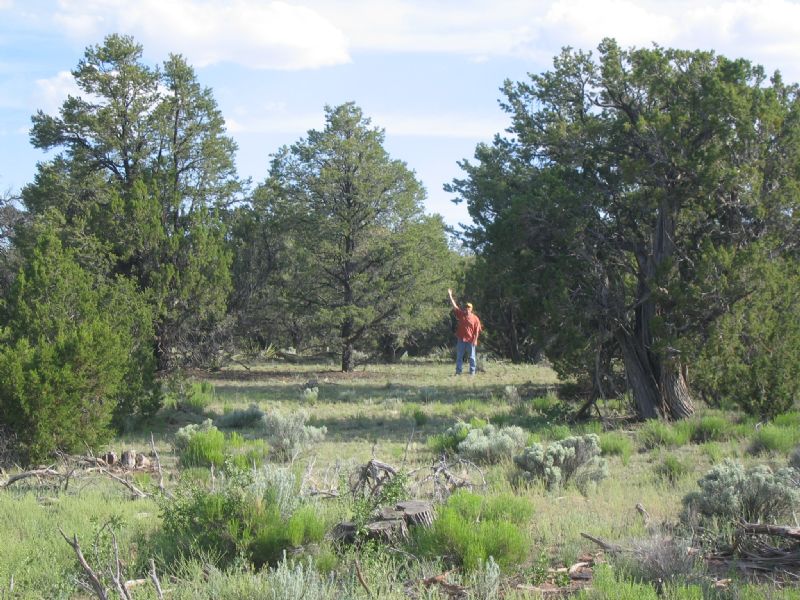 Forested Wilderness Ranch : Saint Johns : Apache County : Arizona