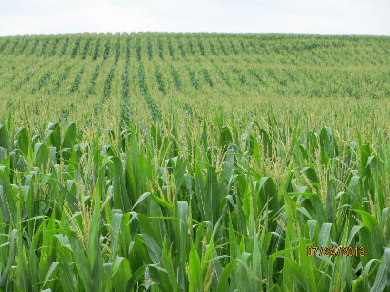 Irrigated Farm : Wallace : Lincoln County : Nebraska