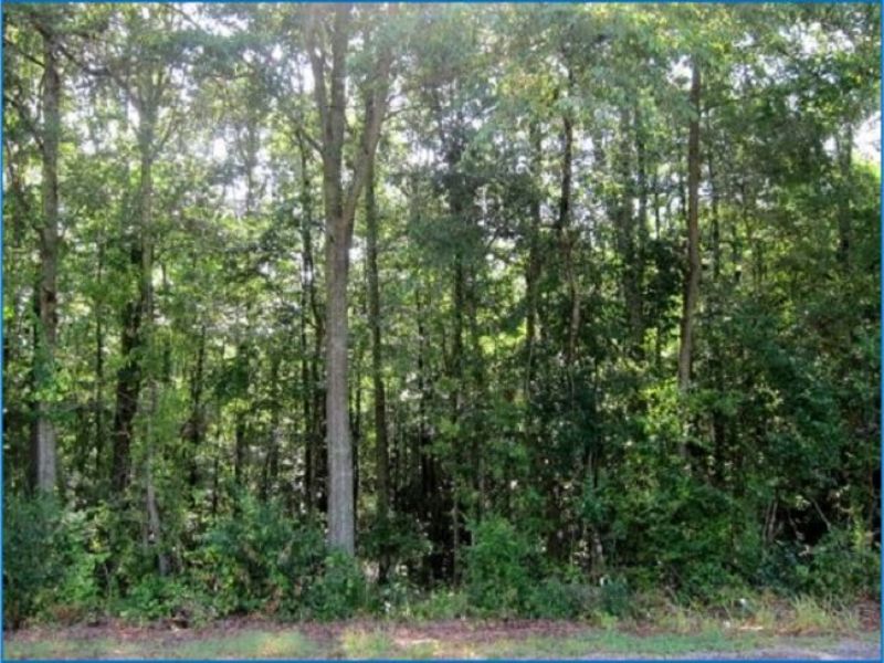 38 Acres : Forest : Scott County : Mississippi