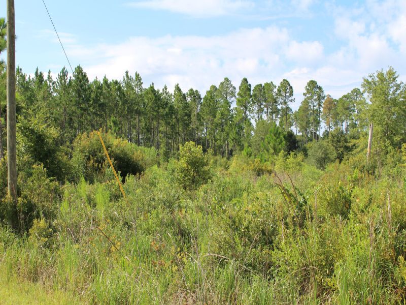 159ac $2100/ac for Hunting & Homes : Bronson : Levy County : Florida