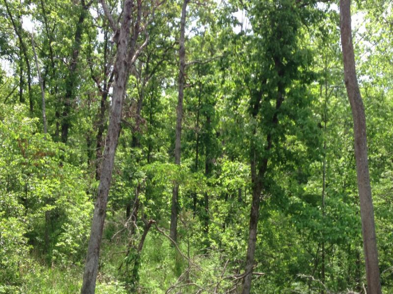 17 Acres Paved Road Only $500 Down : Camdenton : Camden County : Missouri
