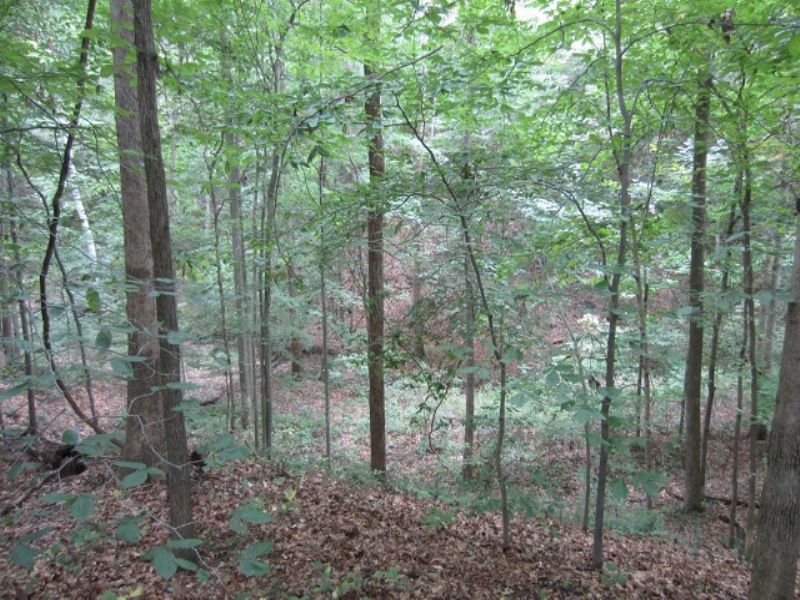 Land Auction - 23± Wooded Acres : Bloomington : Monroe County : Indiana
