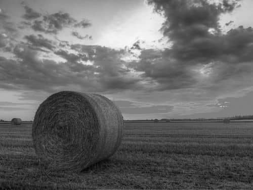 165 Acres in Middleton, Tennessee : Middleton : Hardeman County : Tennessee