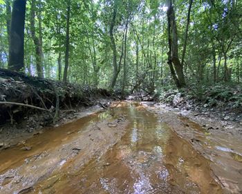 Alabama Recreational Land is a Blank Canvas