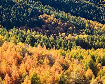 Checklists Support Quality Timber Investment Decisions