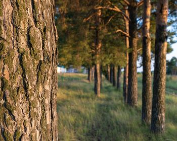 Planting Trees is Better Than Leaving it to Nature