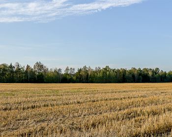 Preparing a Successful Dove Field in the Southeast