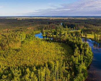 Timberland as an Alternative Asset: Investment Liquidity and Inflation