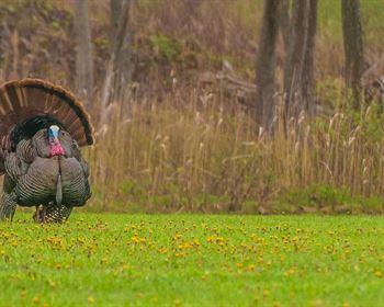 Time for Turkey Season: Here’s What Hunters Need to Know