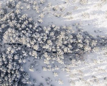 Valuing Standing Timber on Small Acreage