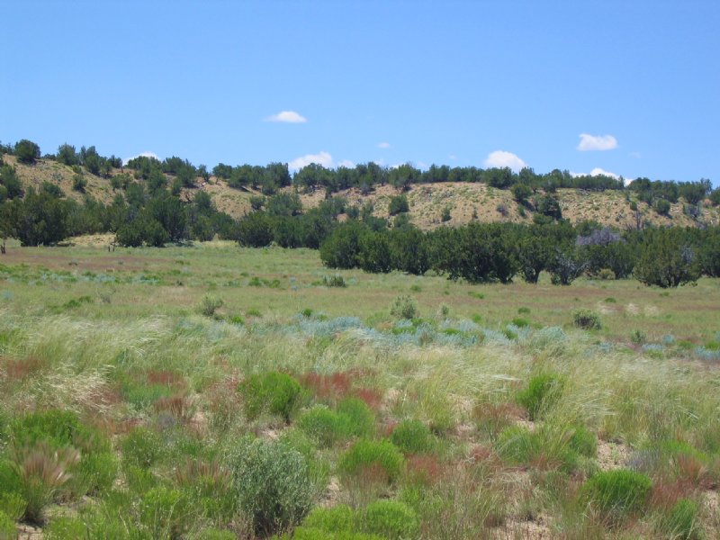 Quiet 37 Acre Wilderness Ranch : Saint Johns : Apache County : Arizona