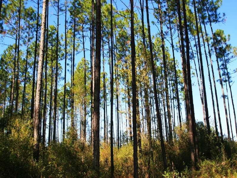 Large South Ga Timberland Tract, Farm for Sale in 100223