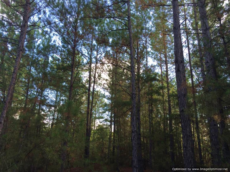 84 Acres Of Hunting Land : Monticello : Lawrence County : Mississippi
