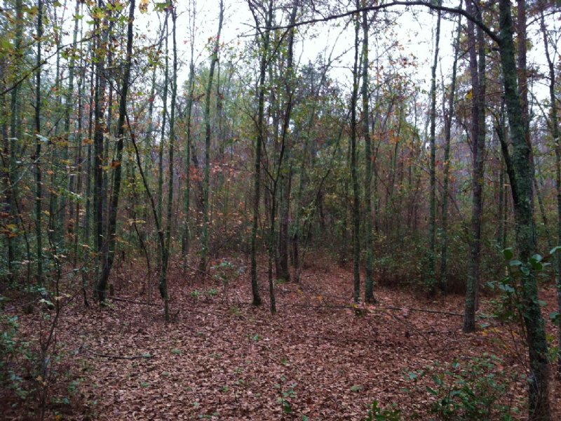 Berea Road Tract : Smoaks : Colleton County : South Carolina