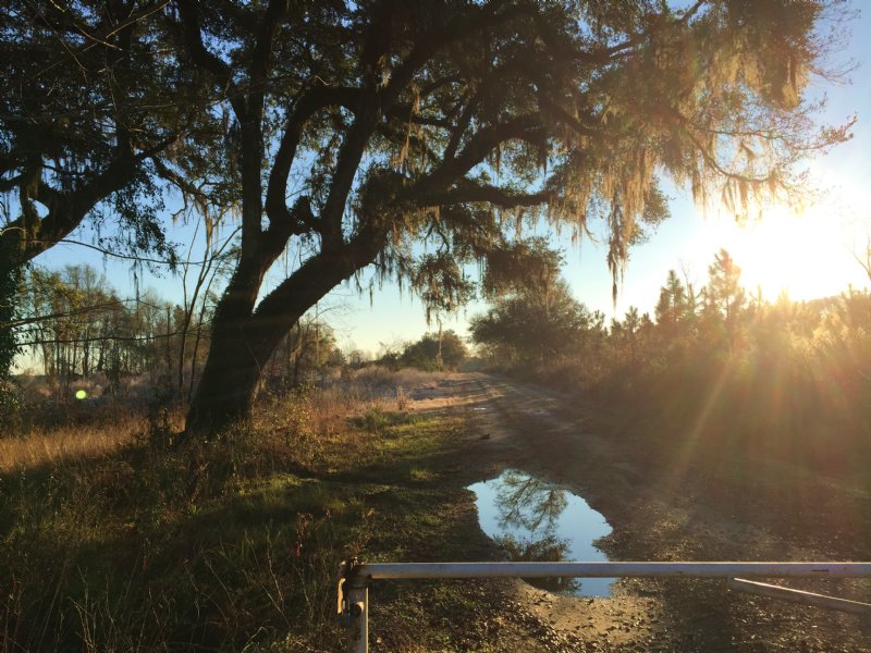 Parker's Ferry Plantation, Farm for Sale in South Carolina, 102692