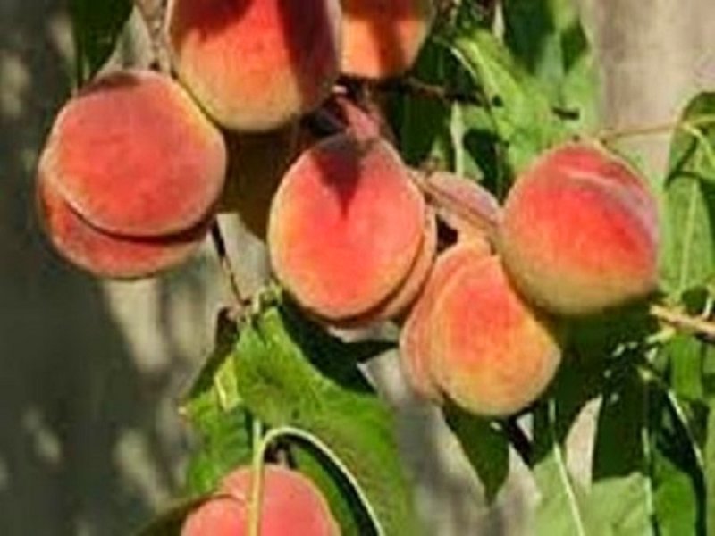 Apricot Horticultural Business : Vanand : Armenia