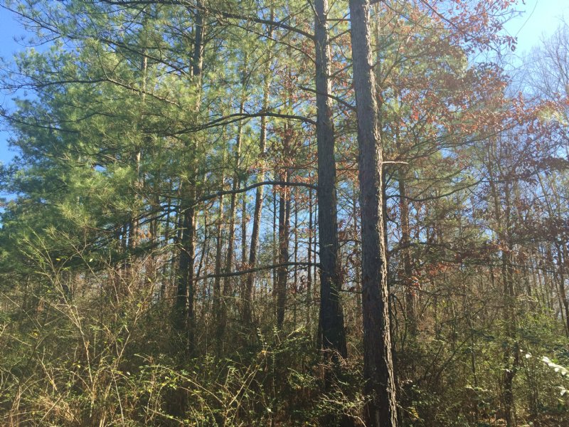 12 Ac in Hunter Lake Estates : Crystal Springs : Copiah County : Mississippi