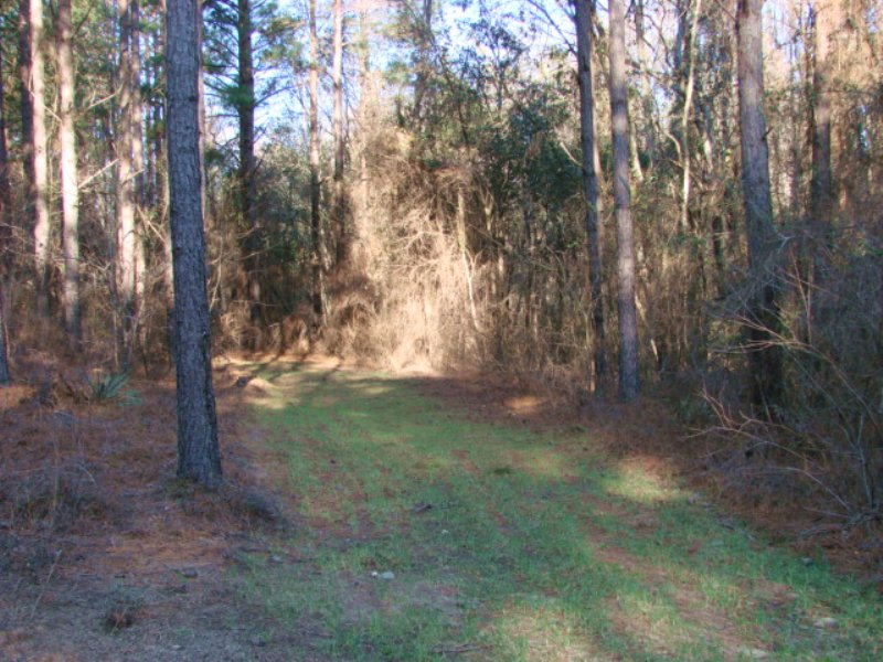 116 Acre Timber / Hunting Property : Buena Vista : Marion County : Georgia