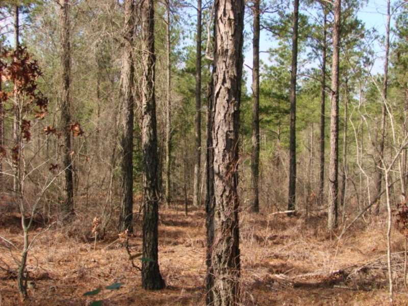 168 Acre Timber and Creek : Butler : Taylor County : Georgia