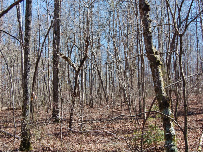55 Acres Of Wooded Hunting Land : Altamont : Grundy County : Tennessee