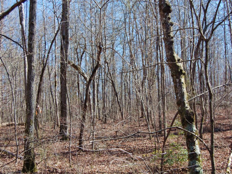 55 Acres Of Wooded Hunting Land Farm for Sale in Altamont, Grundy