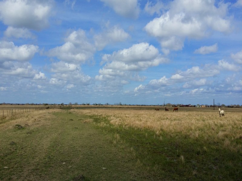 Pasture Land for Lease : Angleton : Brazoria County : Texas