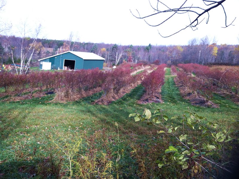 163 Acres Barn Borders State Land, Farm for Sale in New York, 104692