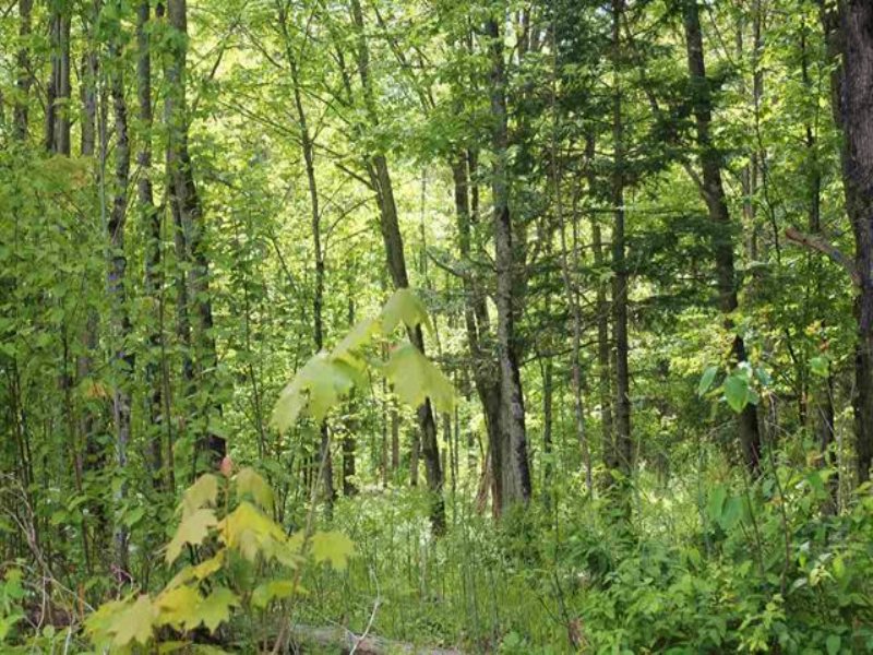 Off Kyllonen Rd, 1092749 : Bohemia : Houghton County : Michigan