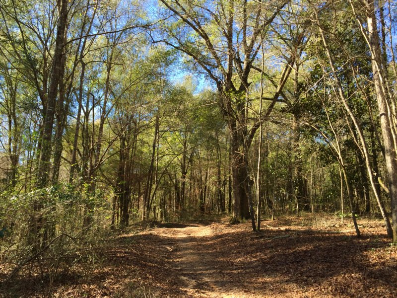 Hyman Property 294.45 Ac, Farm for Sale in Alabama, 104842 FARMFLIP