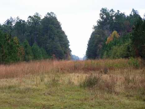 Austin Tract - 400 Acres : Oliver : Effingham County : Georgia