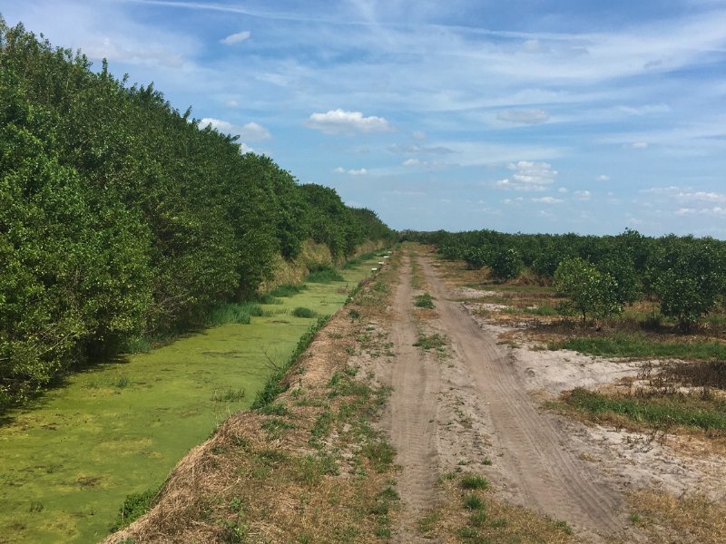 200± Acre Citrus Grove Near Labelle, Farm for Sale in Florida, 105910