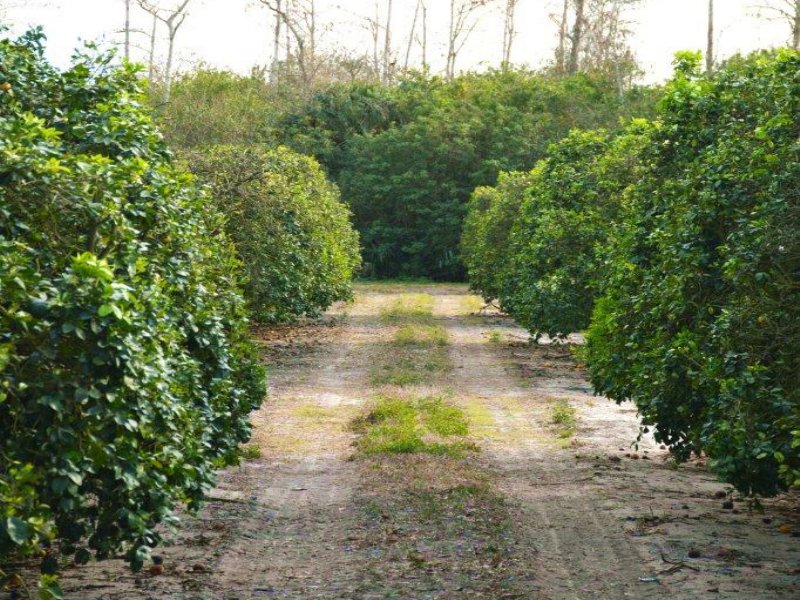 Double Grove, Farm for Sale in Florida, 107175 FARMFLIP