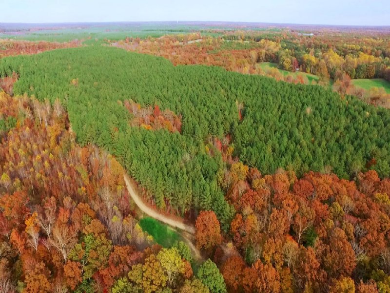 Oakley Forest : Spotsylvania : Spotsylvania County : Virginia