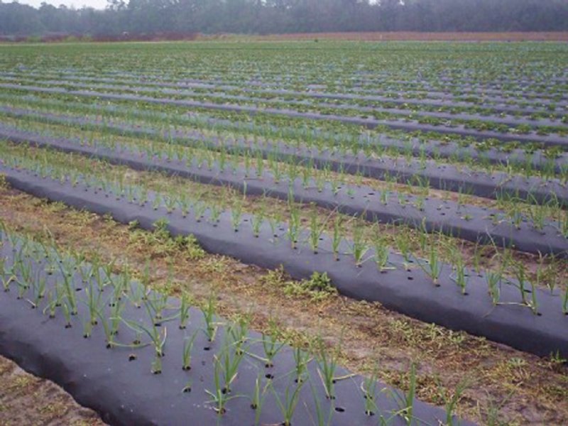 Vegetable Farm for Sale, Farm for Sale in Florida, 107651 FARMFLIP