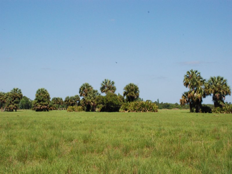 Headwaters Ranch : Eustis : Lake County : Florida