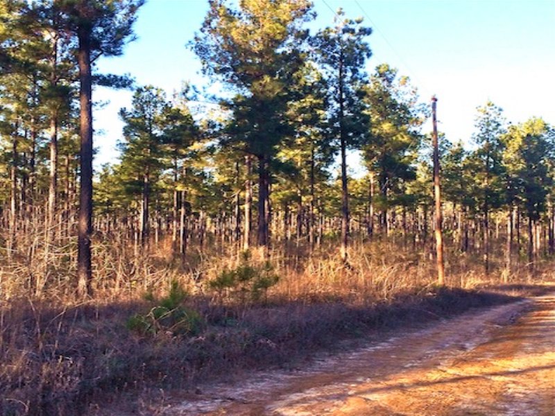 Taylor Pines : Davisboro : Washington County : Georgia