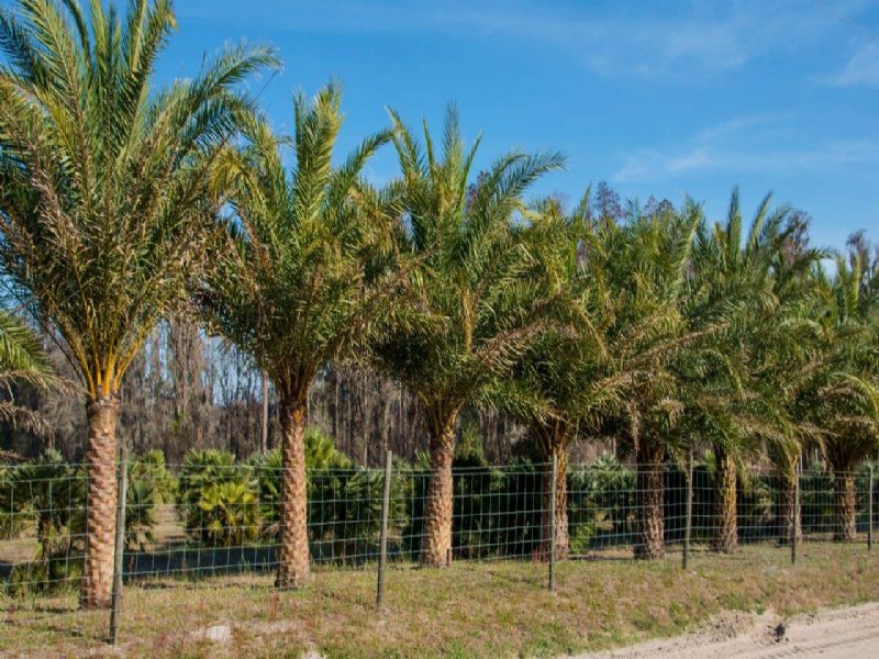 Suwannee River Palms, Farm for Sale in Florida, 108001 FARMFLIP