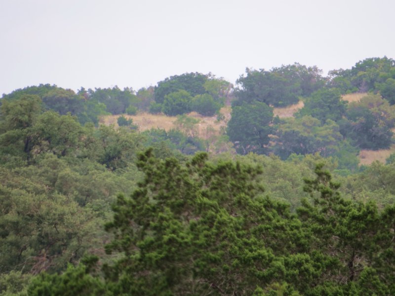 Free Ranging Exotics : Rocksprings : Edwards County : Texas